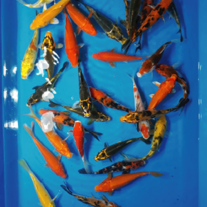KOI Assorted