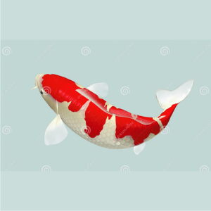 KOI  - Red & White ( 9-11cm )
