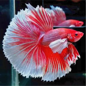KOI -  Red & White Veiltail (30cm)
