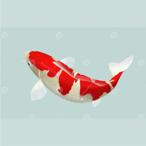 Koi -  Veiltail Asst ( 6 -7 cm )