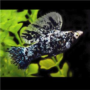 Molly - Marble Sailfin