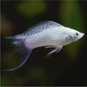 Molly - Silver Sailfin