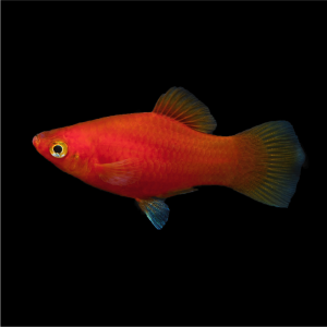 Platy - Red