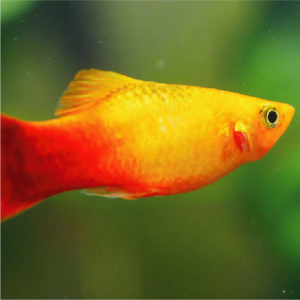 Platy - Sunset
