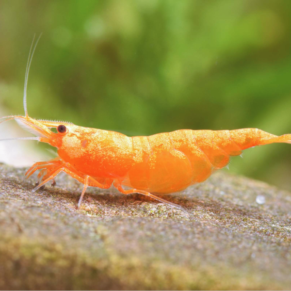 Shrimps ( Red, Orange ) - Image 4