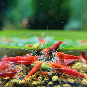 Shrimps ( Red, Orange )