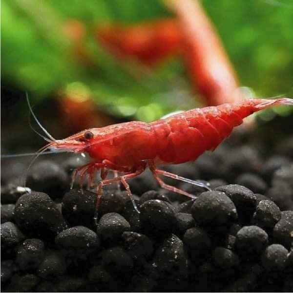 Shrimps ( Red, Orange ) - Image 3