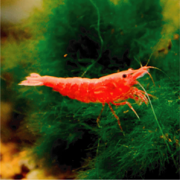 Shrimps ( Red, Orange ) - Image 2