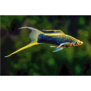 Swordtail - Asst