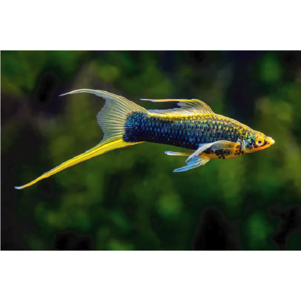 Swordtail - Asst