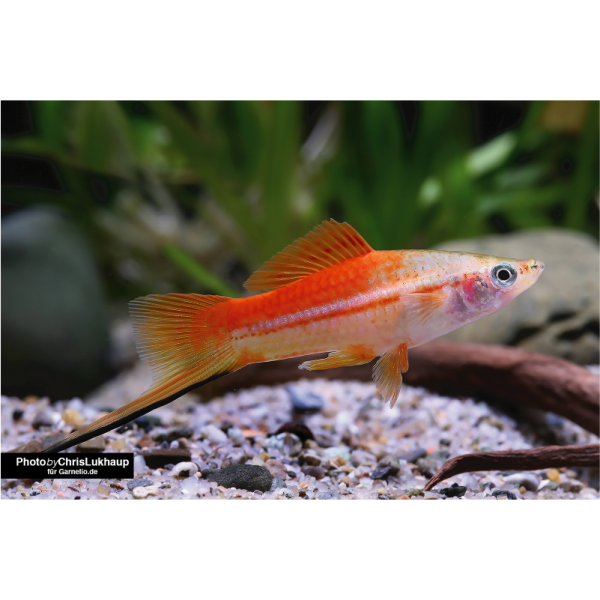 Swordtail - Pineapple