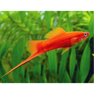 Swordtail - Red (L)