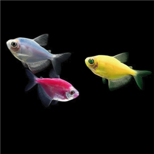 Tetra - Color Asst