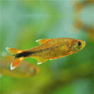 Tetra - Silver Tip