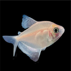 Tetra - White
