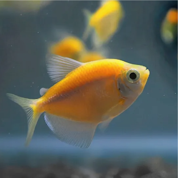 Tetra - Yellow