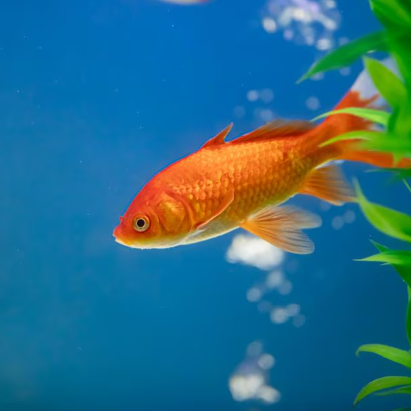 gOLDFISH