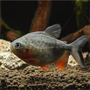 Paku