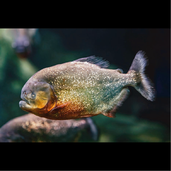 Paku - Image 4
